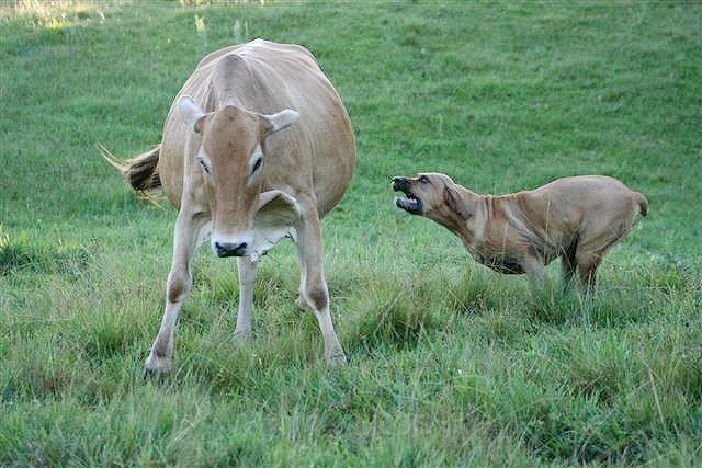Februar 2013 102.JPG - Einarbeitung für den Zwerg Anna-Mira. Ich muss ihr zeigen, wie man das mit den Rindern hier macht..... Pfffft... aber das Teil hier ist ja störrisch wie ein Esel.....
